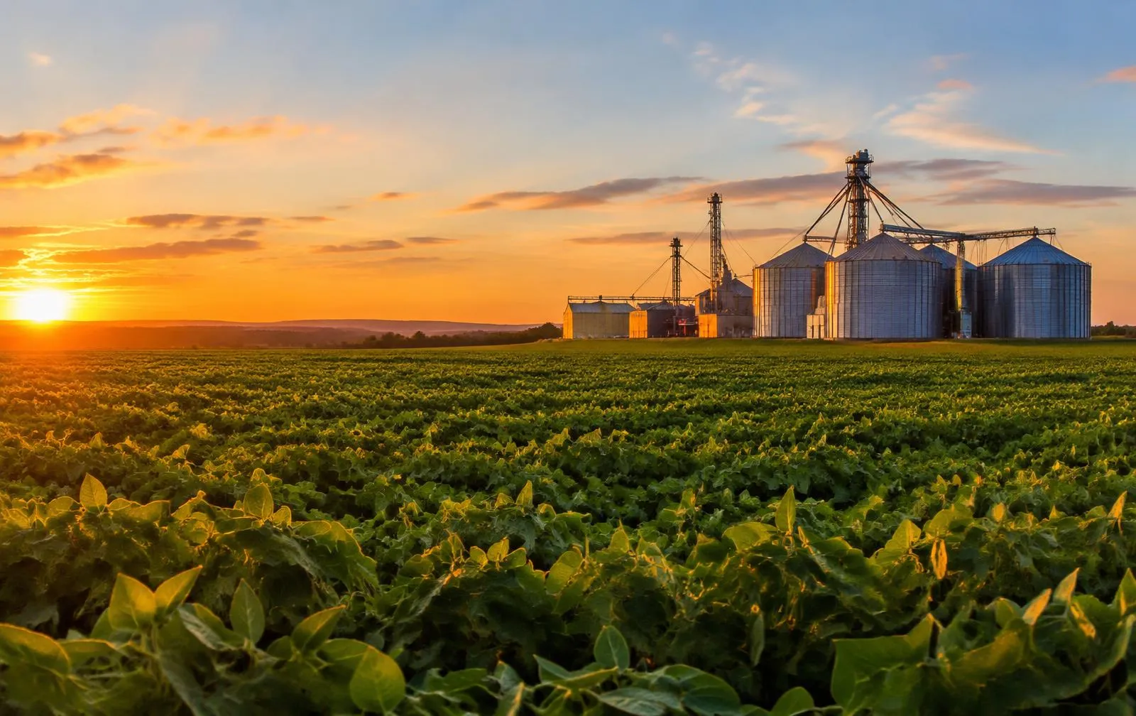 Lavoura de soja ao amanhecer com silos de armazenagem ao fundo